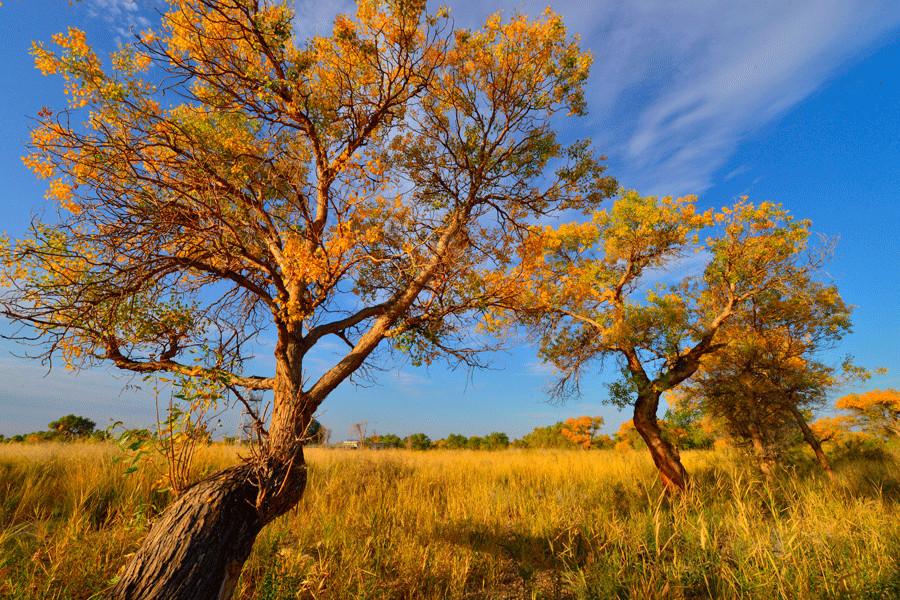 Euphrates poplar trees with golden leaves are seen in Karamay, Xinjiang Uygur autonomous region. (Photo provided to China Daily)
