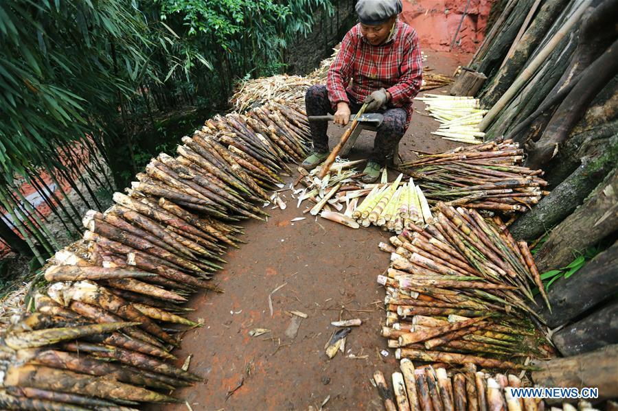 A farmer shells bamboo shoots in Lianhua Village of Baoyuan Township, Chishui, southwest China\'s Guizhou Province, Oct. 14, 2018. There are 1.32 million mu (0.88 million hectares) of bamboo forests in Chishui. The bamboo-related industry has become an income booster for the locals. (Xinhua/Wang Changyu)