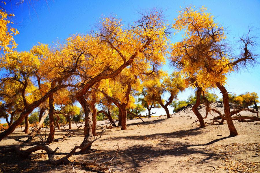 Euphrates poplar trees with golden leaves are seen in Karamay, Xinjiang Uygur autonomous region.(Photo provided to China Daily)