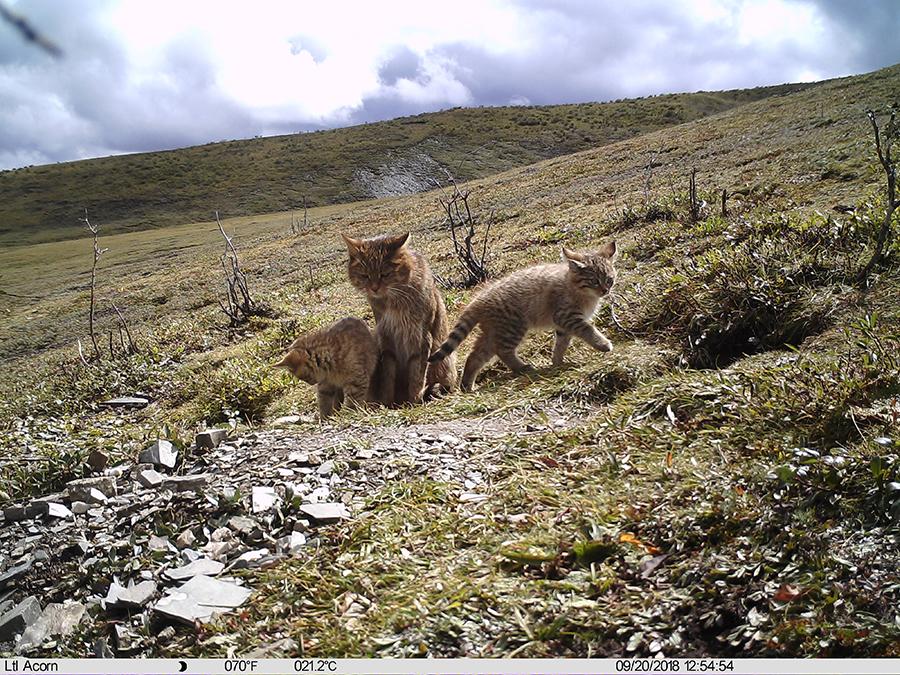 Photo taken by an infrared camera shows a Chinese mountain cat with its kitten in Sanjiangyuan area,Northwest China\'s Qinghai Province, Sept. 19, 2018. The Chinese mountain cat is a wild felid endemic to China that is under second-class national protection. (Photo/Xinhua)