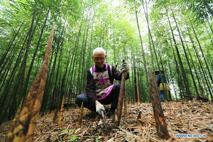 Farmers dig bamboo shoots in Lianhua Village of Baoyuan Township, Chishui, southwest China\'s Guizhou Province, Oct. 14, 2018. There are 1.32 million mu (0.88 million hectares) of bamboo forests in Chishui. The bamboo-related industry has become an income booster for the locals. (Xinhua/Wang Changyu)