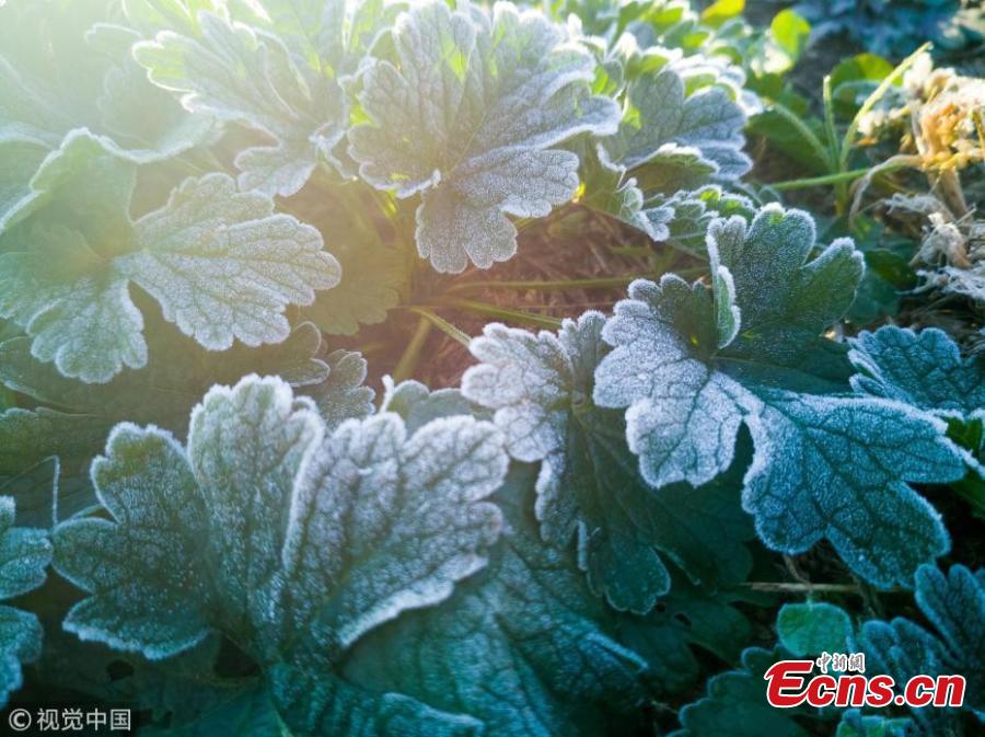 A frost creates a sparkling white coating on the plants in a park in Changchun City, Jilin Province, Oct. 15, 2018, as temperatures dropped below zero degrees Celsius. (Photo/VCG)