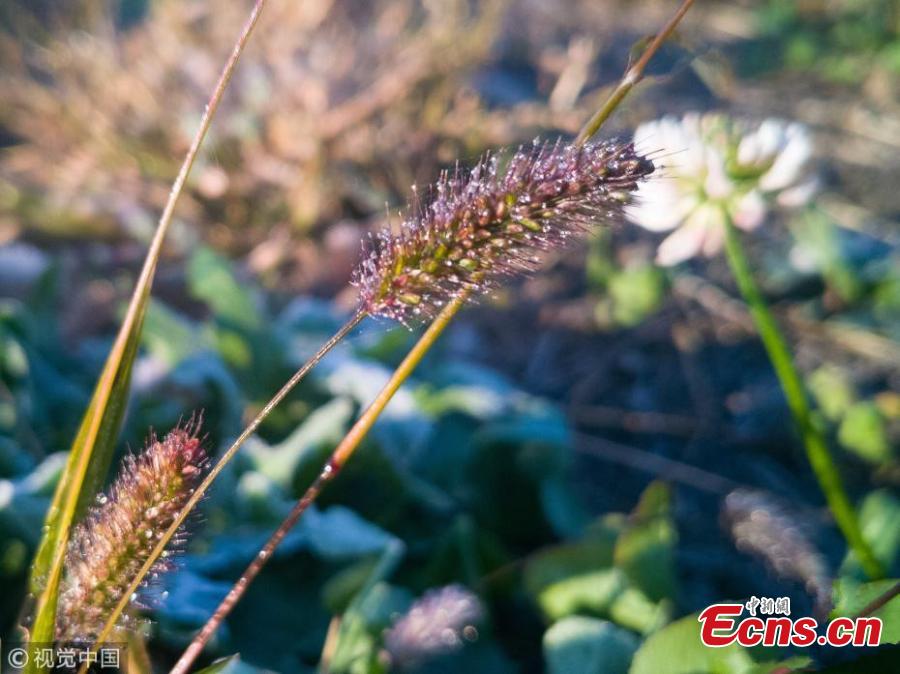 A frost creates a sparkling white coating on the plants in a park in Changchun City, Jilin Province, Oct. 15, 2018, as temperatures dropped below zero degrees Celsius. (Photo/VCG)