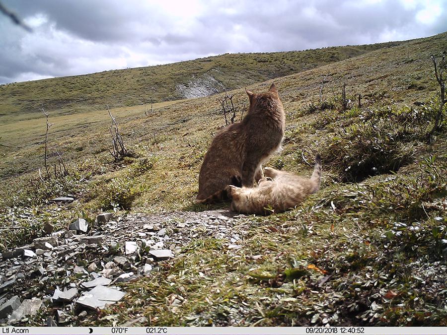 Photo taken by an infrared camera shows a Chinese mountain cat with its kitten in Sanjiangyuan area,Northwest China\'s Qinghai Province, Sept. 19, 2018. The Chinese mountain cat is a wild felid endemic to China that is under second-class national protection. (Photo/Xinhua)
