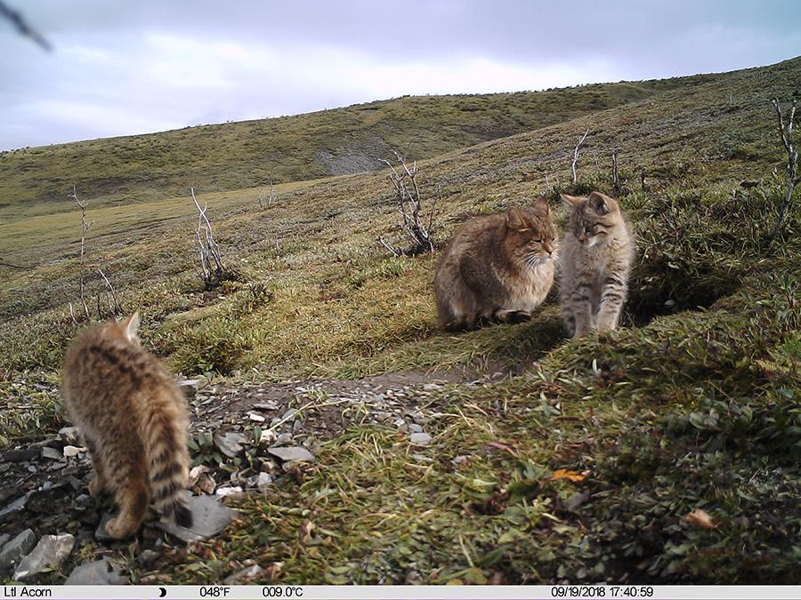Photo taken by an infrared camera shows a Chinese mountain cat with its kitten in Sanjiangyuan area,Northwest China\'s Qinghai Province, Sept. 19, 2018. The Chinese mountain cat is a wild felid endemic to China that is under second-class national protection. (Photo/Xinhua)