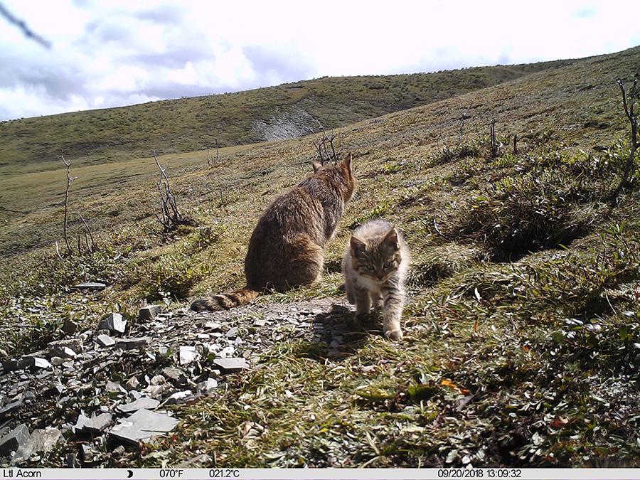 Photo taken by an infrared camera shows a Chinese mountain cat with its kitten in Sanjiangyuan area,Northwest China\'s Qinghai Province, Sept. 19, 2018. The Chinese mountain cat is a wild felid endemic to China that is under second-class national protection. (Photo/Xinhua)