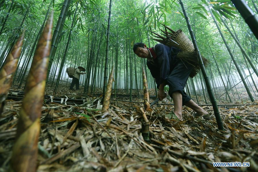 Farmers dig bamboo shoots in Lianhua Village of Baoyuan Township, Chishui, southwest China\'s Guizhou Province, Oct. 14, 2018. There are 1.32 million mu (0.88 million hectares) of bamboo forests in Chishui. The bamboo-related industry has become an income booster for the locals. (Xinhua/Wang Changyu)