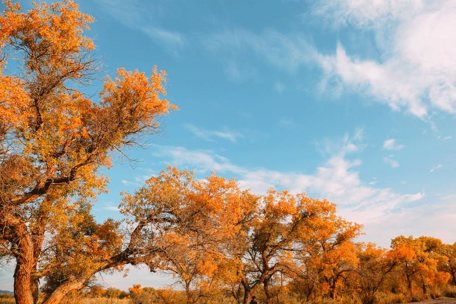 Euphrates poplar trees with golden leaves are seen in Karamay, Xinjiang Uygur autonomous region.(Photo provided to China Daily)