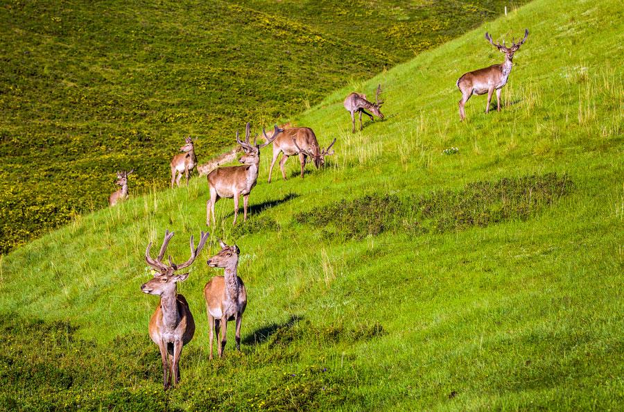 A herd of Red deer is seen at the foot of Qilian Mountain in autumn. They gallop across the field, forage for grass and play, making the area a fairyland. (Photo by Tian Xi/ chinadaily.com.cn)