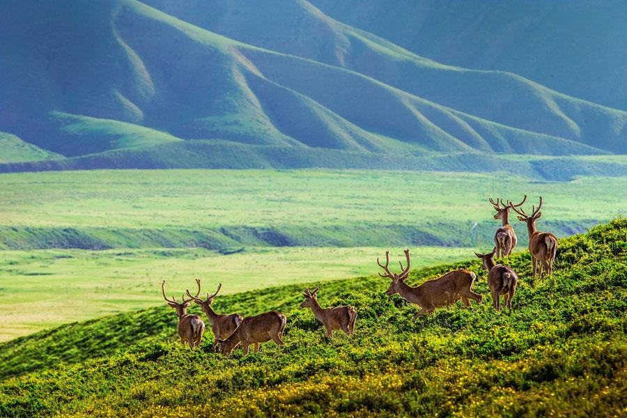 A herd of Red deer is seen at the foot of Qilian Mountain in autumn. They gallop across the field, forage for grass and play, making the area a fairyland. (Photo by Tian Xi/ chinadaily.com.cn)