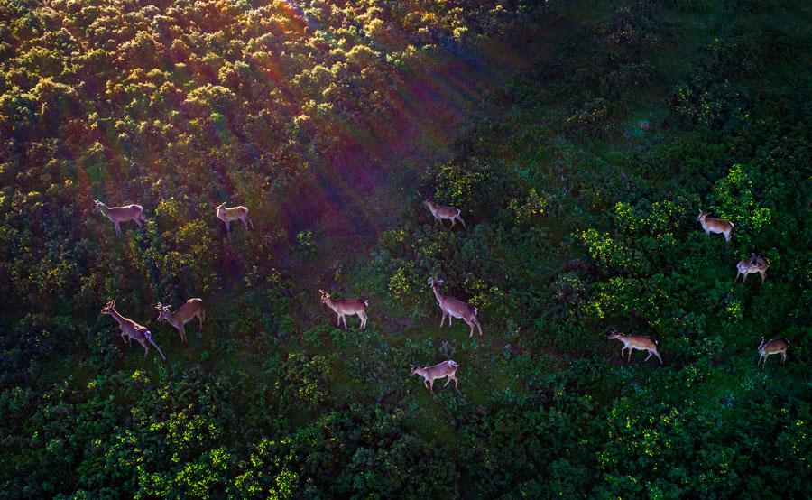 A herd of Red deer is seen at the foot of Qilian Mountain in autumn. They gallop across the field, forage for grass and play, making the area a fairyland. (Photo by Tian Xi/ chinadaily.com.cn)