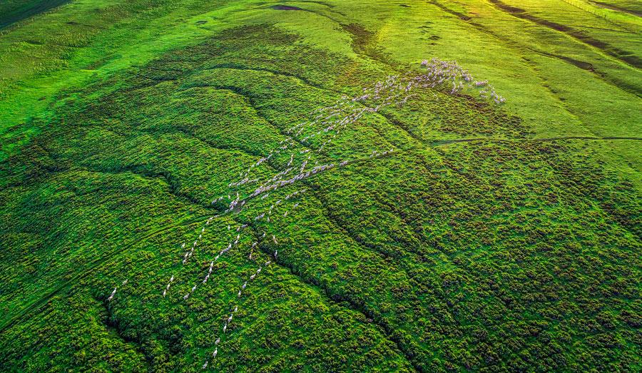 A herd of Red deer is seen at the foot of Qilian Mountain in autumn. They gallop across the field, forage for grass and play, making the area a fairyland. (Photo by Tian Xi/ chinadaily.com.cn)