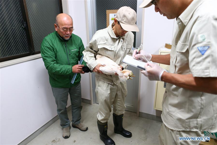 A crested ibis from China receives physical examination at the Sado Japanese Crested Ibis Conservation Center in Niigata Prefecture, Japan, Oct. 17, 2018. A pair of crested ibises from China arrived in Japan on Wednesday as a symbol of friendship between the two countries. (Xinhua/Ma Caoran)