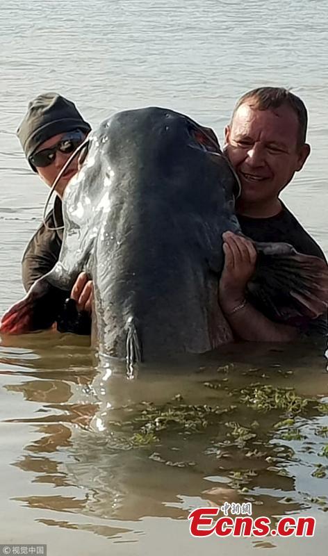 Fishermen show a 110kg catfish caught by Peter Irwin in the Segre River, Mequinenza, Spain, Oct. 12, 2018. It took Irwin, 37, nearly an hour to haul the 2.4m-long fish out of the water. (Photo/VCG)