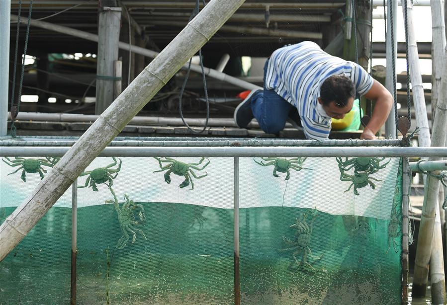 A crab breeder harvests crabs in an aquatic farm on Taihu Lake in east China\'s Zhejiang Province, Oct. 17, 2018. Local farmers were busy with their work in harvest season of the Taihu Lake crab. (Xinhua/Weng Xinyang)