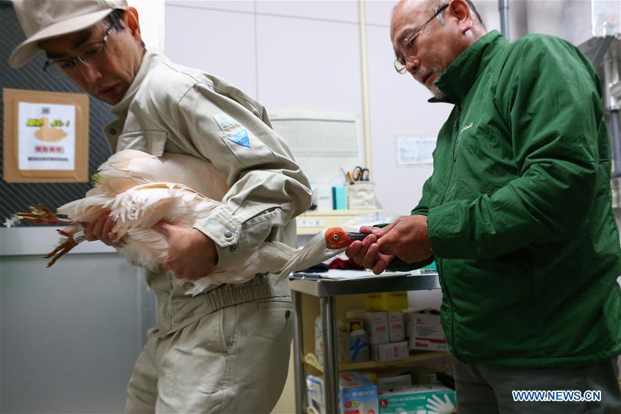 A crested ibis from China receives physical examination at the Sado Japanese Crested Ibis Conservation Center in Niigata Prefecture, Japan, Oct. 17, 2018. A pair of crested ibises from China arrived in Japan on Wednesday as a symbol of friendship between the two countries. (Xinhua/Ma Caoran)