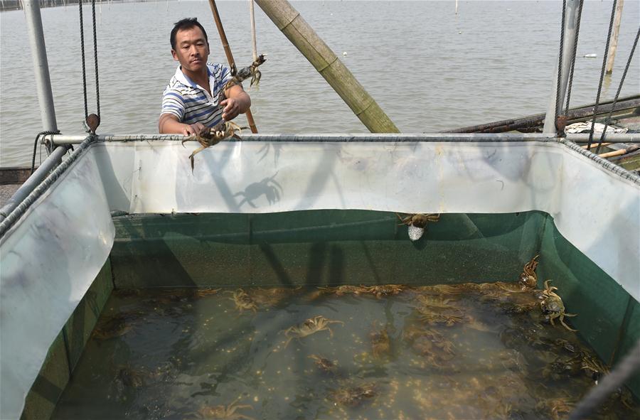 A crab breeder harvests crabs in an aquatic farm on Taihu Lake in east China\'s Zhejiang Province, Oct. 17, 2018. Local farmers were busy with their work in harvest season of the Taihu Lake crab. (Xinhua/Qian Yi)