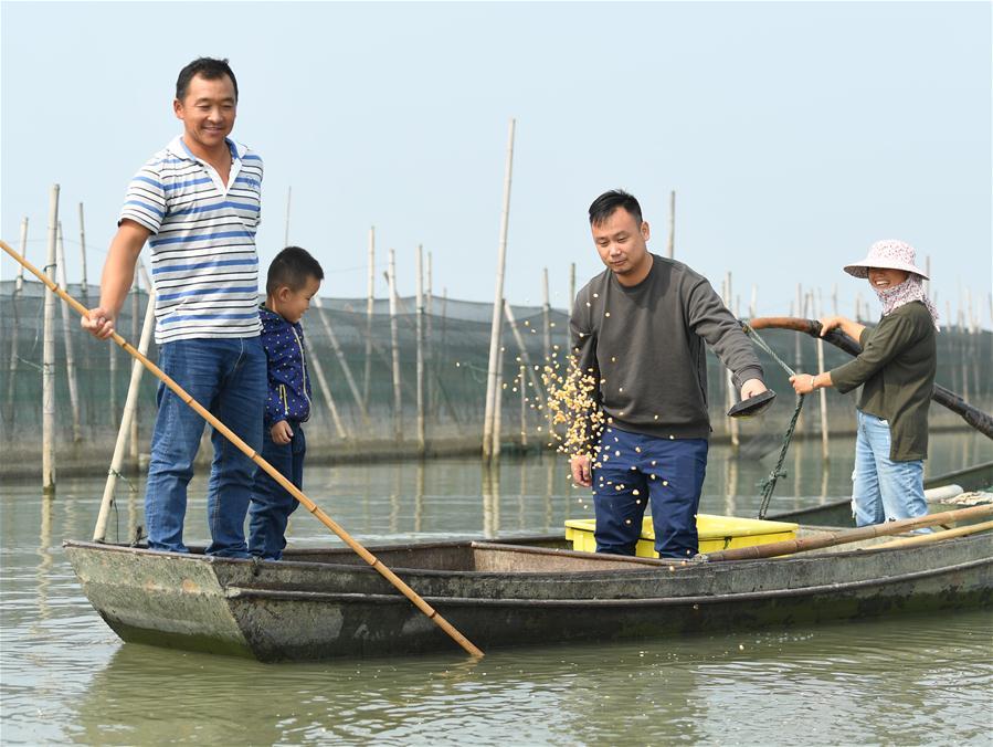 Crab breeders feed crabs in an aquatic farm on Taihu Lake in east China\'s Zhejiang Province, Oct. 17, 2018. Local farmers were busy with their work in harvest season of the Taihu Lake crab. (Xinhua/Weng Xinyang)