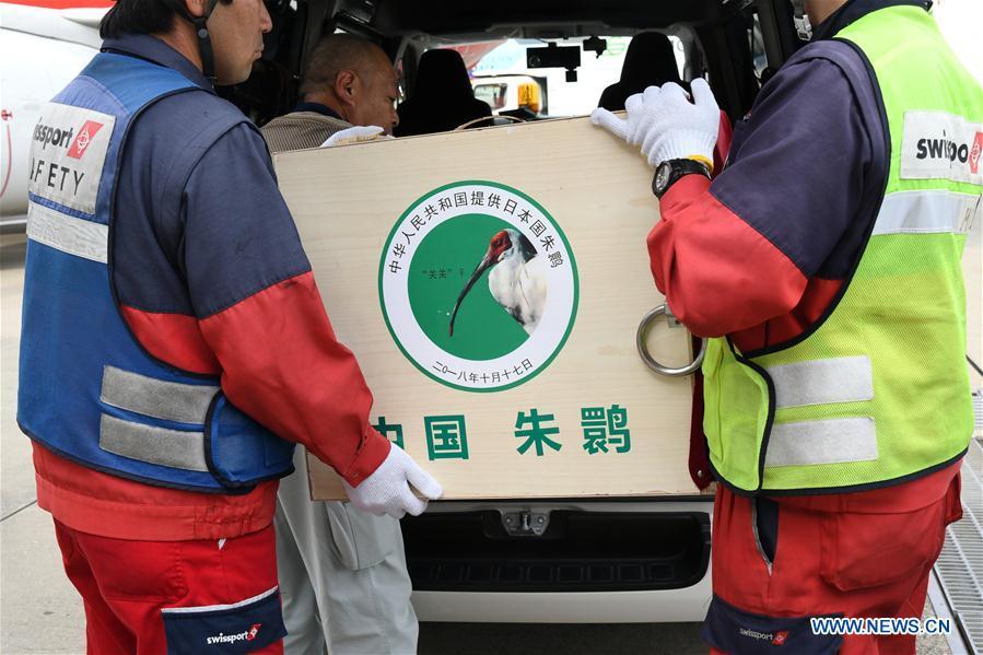 A pair of crested ibises from China arrive at Japan\'s Narita Airport, Oct. 17, 2018. A pair of crested ibises from China arrived in Japan on Wednesday as a symbol of friendship between the two countries. (Xinhua/Hua Yi)