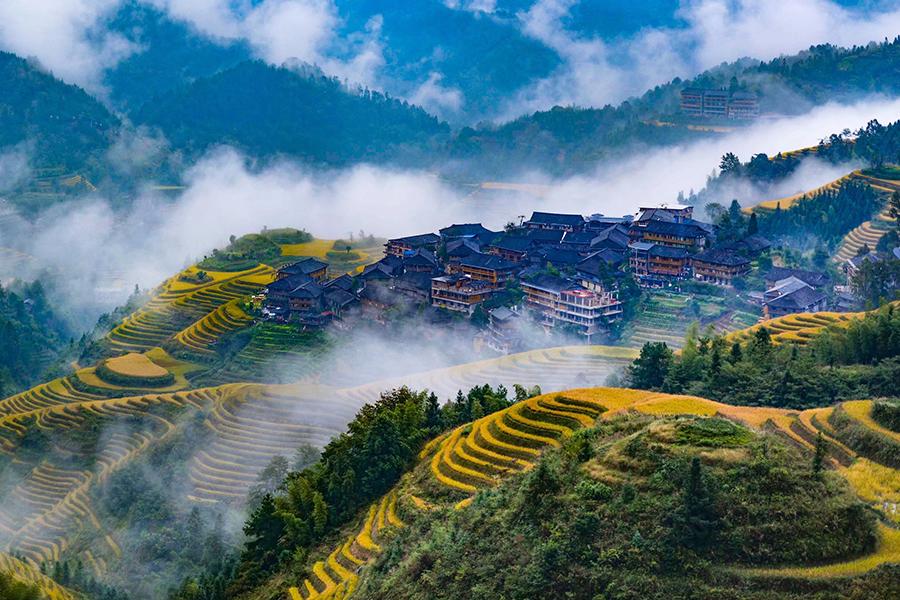 Late autumn is the best time of the year to enjoy the picturesque views of terraced rice fields on the Longji Mountain of Longsheng county, South China\'s Guangxi Zhuang autonomous region. The villagers will harvest the rice next week. Their ancestors started to plant the crop in the terraced fields in late Yuan Dynasty (1271-1368). (Photo by Pan Zhixiang for chinadaily.com.cn)