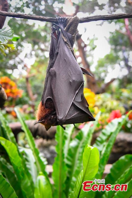 Malayan flying fox, one of the world\'s largest bat species, meet the public for the first time at Chimelong Safari Park in Guangzhou City, Guangdong Province, Oct. 18, 2018. (Photo: China News Service/Chen Jimin)