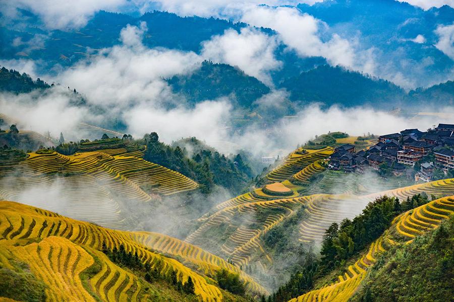 Late autumn is the best time of the year to enjoy the picturesque views of terraced rice fields on the Longji Mountain of Longsheng county, South China\'s Guangxi Zhuang autonomous region. The villagers will harvest the rice next week. Their ancestors started to plant the crop in the terraced fields in late Yuan Dynasty (1271-1368). (Photo by Pan Zhixiang for chinadaily.com.cn)