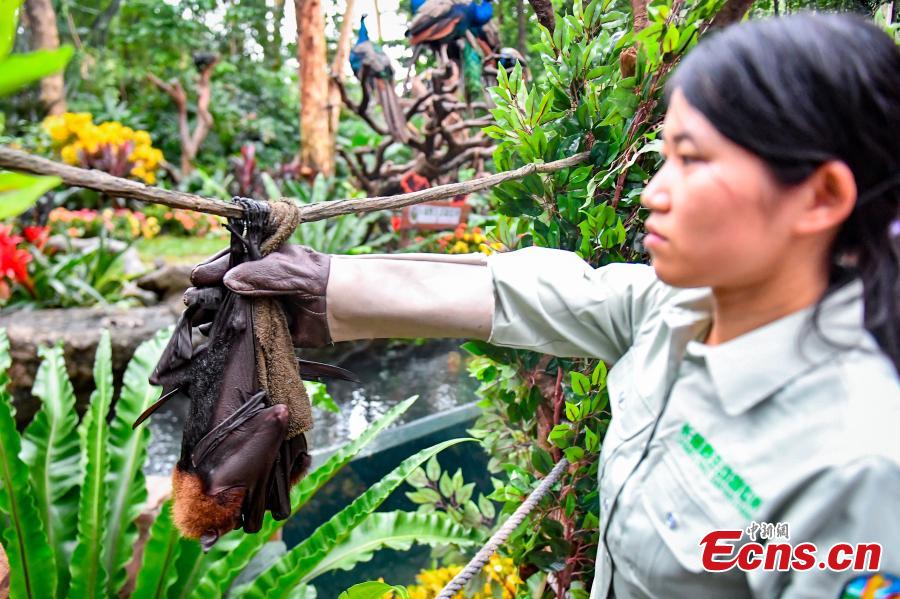 Malayan flying fox, one of the world\'s largest bat species, meet the public for the first time at Chimelong Safari Park in Guangzhou City, Guangdong Province, Oct. 18, 2018. (Photo: China News Service/Chen Jimin)