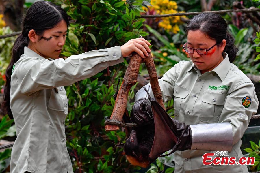 Malayan flying fox, one of the world\'s largest bat species, meet the public for the first time at Chimelong Safari Park in Guangzhou City, Guangdong Province, Oct. 18, 2018. (Photo: China News Service/Chen Jimin)