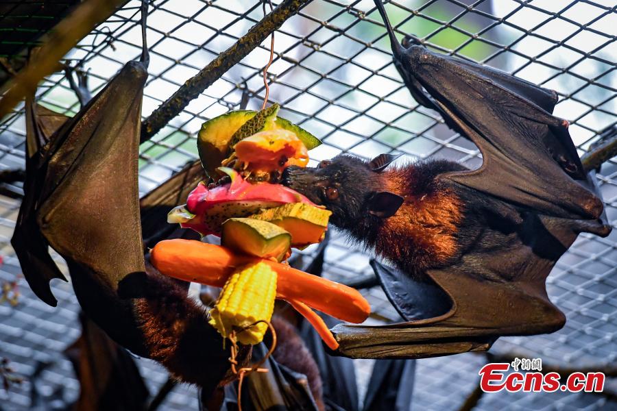 Malayan flying fox, one of the world\'s largest bat species, meet the public for the first time at Chimelong Safari Park in Guangzhou City, Guangdong Province, Oct. 18, 2018. (Photo: China News Service/Chen Jimin)
