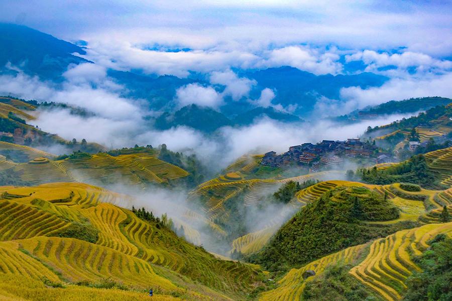 Late autumn is the best time of the year to enjoy the picturesque views of terraced rice fields on the Longji Mountain of Longsheng county, South China\'s Guangxi Zhuang autonomous region. The villagers will harvest the rice next week. Their ancestors started to plant the crop in the terraced fields in late Yuan Dynasty (1271-1368). (Photo by Pan Zhixiang for chinadaily.com.cn)