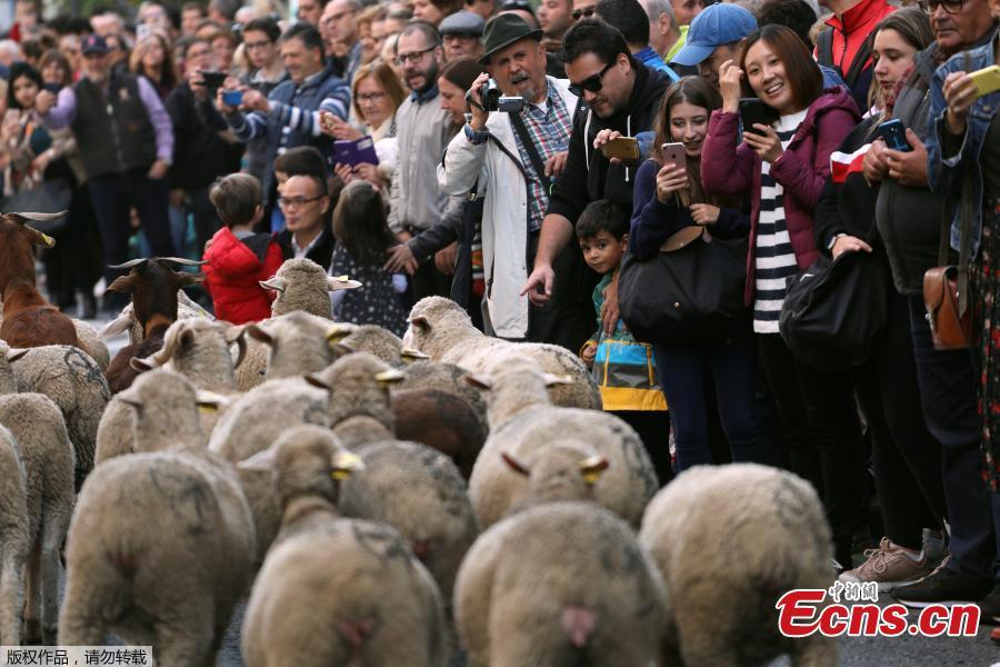 People watch a flock of sheep walk by during the annual sheep parade through Madrid, Spain, October 21, 2018. Shepherds parade the sheep through the city every year in order to exercise their right to use traditional routes to migrate their livestock from northern Spain to winter grazing pasture land in southern Spain. (Photo/Agencies)