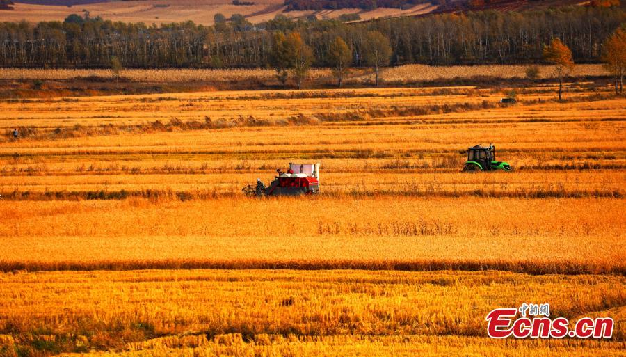A view of the postcard-like autumn scenery at a forest in the Greater Khingan Mountains, Hulun Buir, North China’s Inner Mongolia Autonomous Region. Hulun Buir is home to 120,000 square kilometers of forest and 80,000 square kilometers of grassland. (Photo: China News Service/Jiang Xiwu)