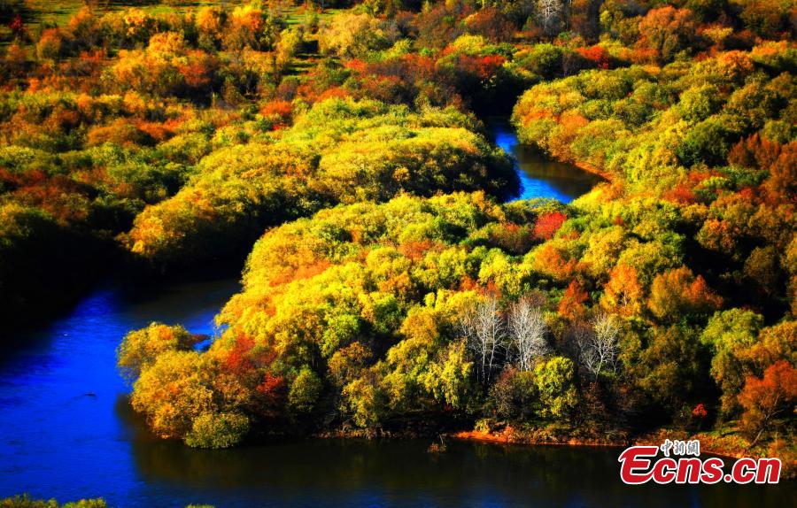 A view of the postcard-like autumn scenery at a forest in the Greater Khingan Mountains, Hulun Buir, North China’s Inner Mongolia Autonomous Region. Hulun Buir is home to 120,000 square kilometers of forest and 80,000 square kilometers of grassland. (Photo: China News Service/Jiang Xiwu)