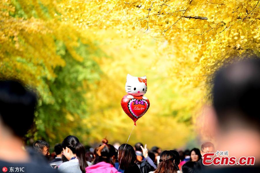 A view of the Ginkgo Festival at the Liaoning University in Shenyang City, Northeast China’s Liaoning Province, Oct. 21, 2018. The annual festival has attracted many visitors to the campus. (Photo/IC)
