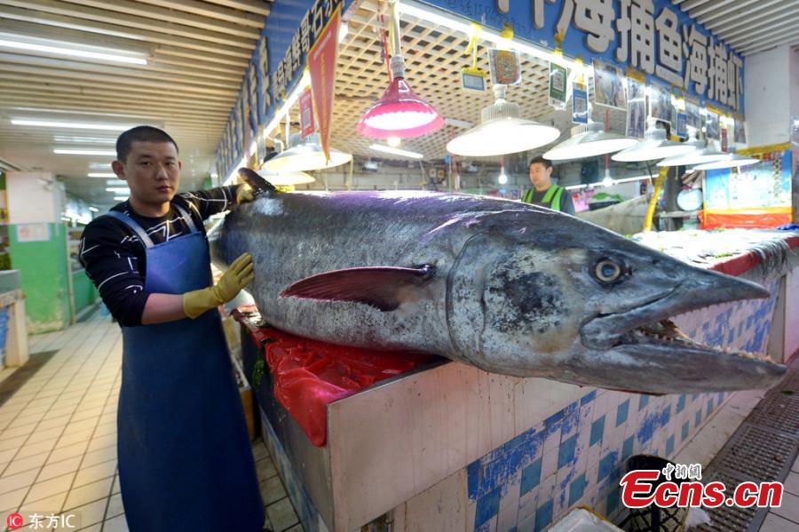 A giant Chinese seerfish is for sale at a seafood market in Qingdao City, East China’s Shandong Province, Oct. 20, 2018. The fish, caught in the Yellow Sea, measured 2.5 meters in length and weighed 119 kilograms. (Photo/IC)