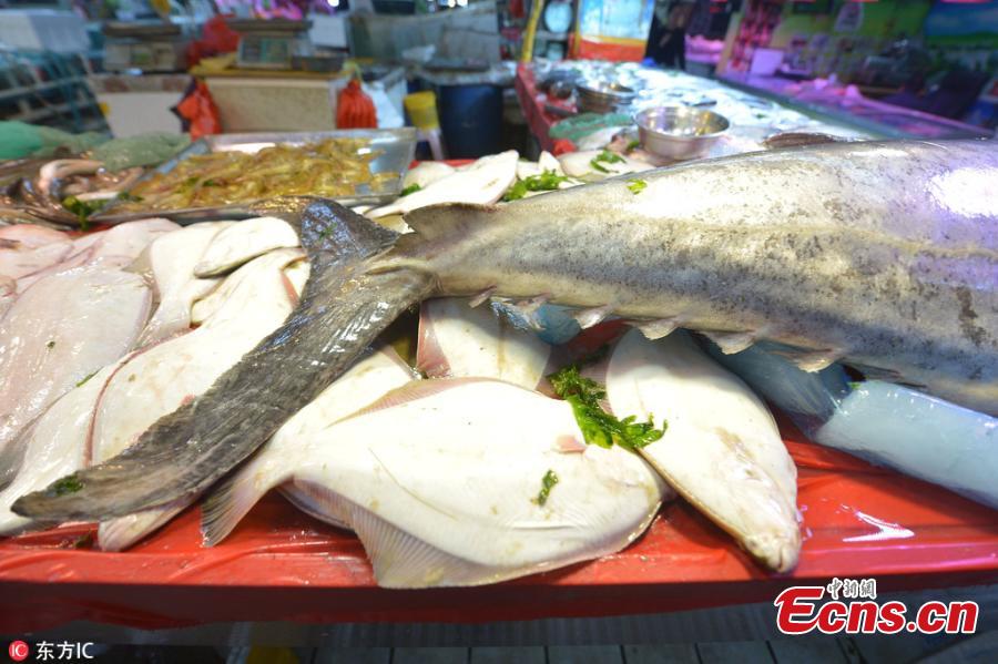 Fish for sale at a seafood market in Qingdao City, East China’s Shandong Province, Oct. 20, 2018. The fish, caught in the Yellow Sea, measured 2.5 meters in length and weighed 119 kilograms. (Photo/IC)