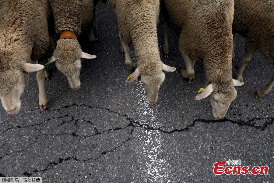 Sheep walk on the streets during the annual sheep parade through Madrid, Spain, October 21, 2018. Shepherds parade the sheep through the city every year in order to exercise their right to use traditional routes to migrate their livestock from northern Spain to winter grazing pasture land in southern Spain. (Photo/Agencies)