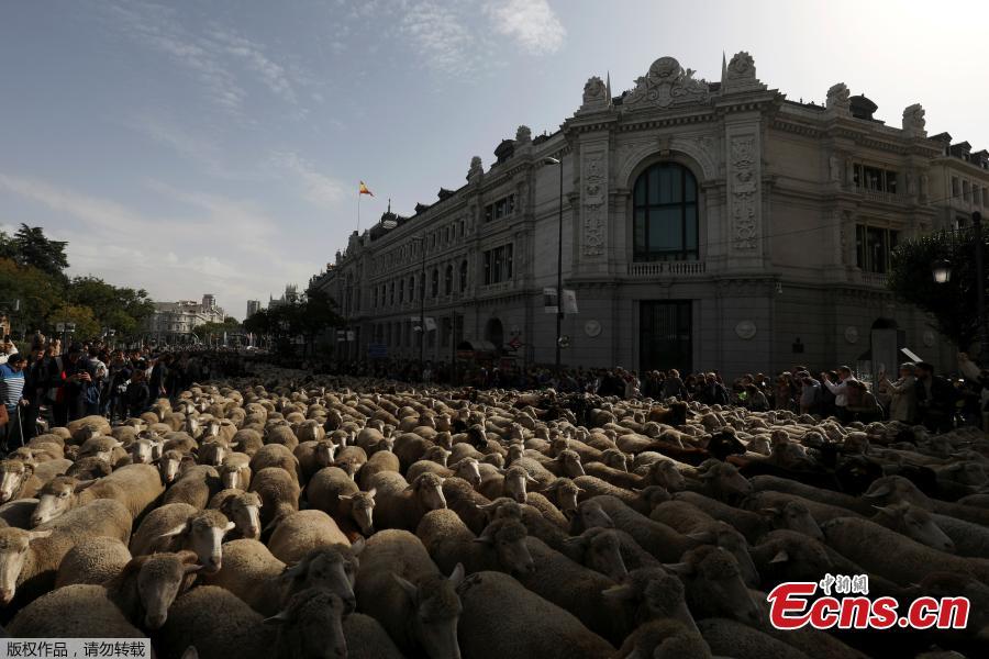 Sheep walk on the streets during the annual sheep parade through Madrid, Spain, October 21, 2018. Shepherds parade the sheep through the city every year in order to exercise their right to use traditional routes to migrate their livestock from northern Spain to winter grazing pasture land in southern Spain. (Photo/Agencies)