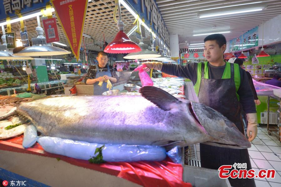 A giant Chinese seerfish is for sale at a seafood market in Qingdao City, East China’s Shandong Province, Oct. 20, 2018. The fish, caught in the Yellow Sea, measured 2.5 meters in length and weighed 119 kilograms. (Photo/IC)