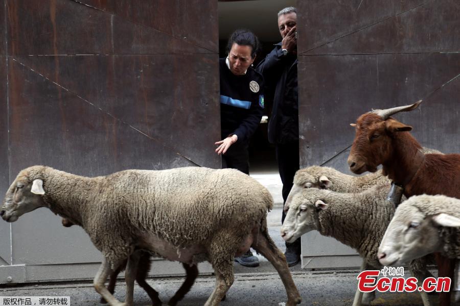 Sheep walk on the streets during the annual sheep parade through Madrid, Spain, October 21, 2018. Shepherds parade the sheep through the city every year in order to exercise their right to use traditional routes to migrate their livestock from northern Spain to winter grazing pasture land in southern Spain. (Photo/Agencies)
