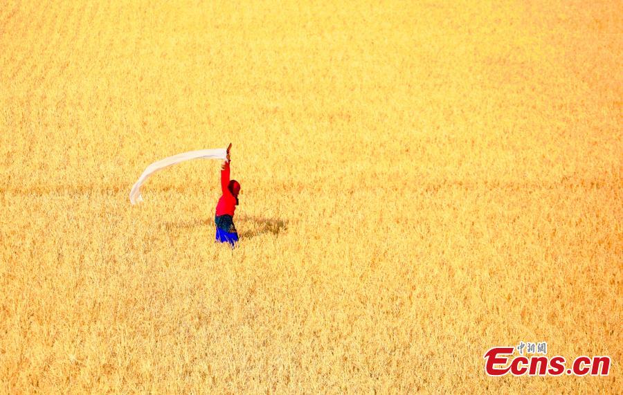 A view of the postcard-like autumn scenery at a forest in the Greater Khingan Mountains, Hulun Buir, North China’s Inner Mongolia Autonomous Region. Hulun Buir is home to 120,000 square kilometers of forest and 80,000 square kilometers of grassland. (Photo: China News Service/Jiang Xiwu)