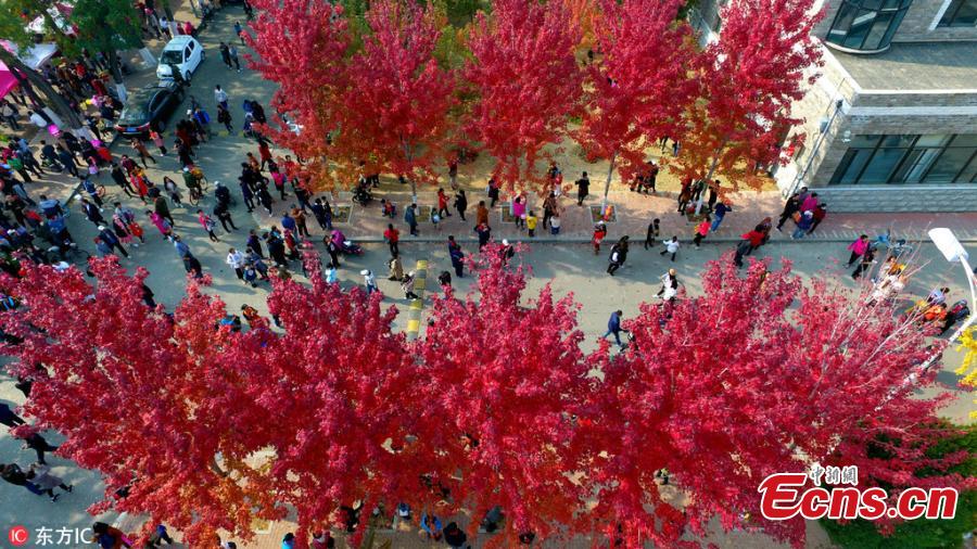 A view of the Ginkgo Festival at the Liaoning University in Shenyang City, Northeast China’s Liaoning Province, Oct. 21, 2018. The annual festival has attracted many visitors to the campus. (Photo/IC)