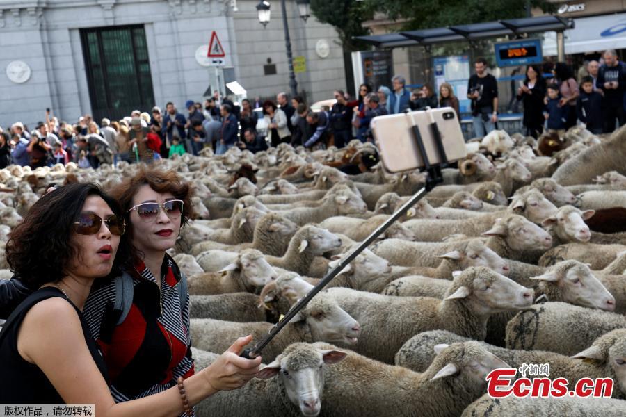 Women take a selfie next to a flock of sheep during the annual sheep parade through Madrid, Spain, October 21, 2018. Shepherds parade the sheep through the city every year in order to exercise their right to use traditional routes to migrate their livestock from northern Spain to winter grazing pasture land in southern Spain. (Photo/Agencies)