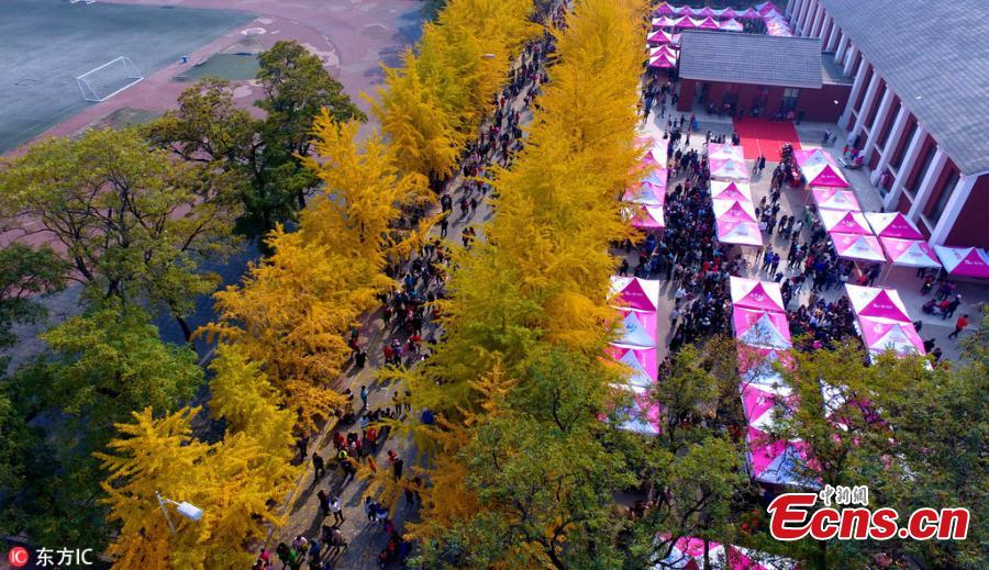 A view of the Ginkgo Festival at the Liaoning University in Shenyang City, Northeast China’s Liaoning Province, Oct. 21, 2018. The annual festival has attracted many visitors to the campus. (Photo/IC)