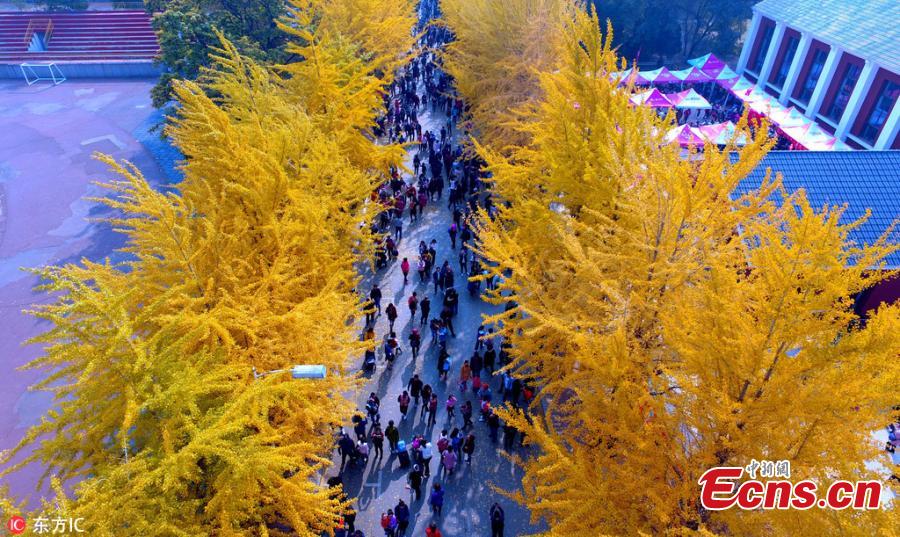 A view of the Ginkgo Festival at the Liaoning University in Shenyang City, Northeast China’s Liaoning Province, Oct. 21, 2018. The annual festival has attracted many visitors to the campus. (Photo/IC)