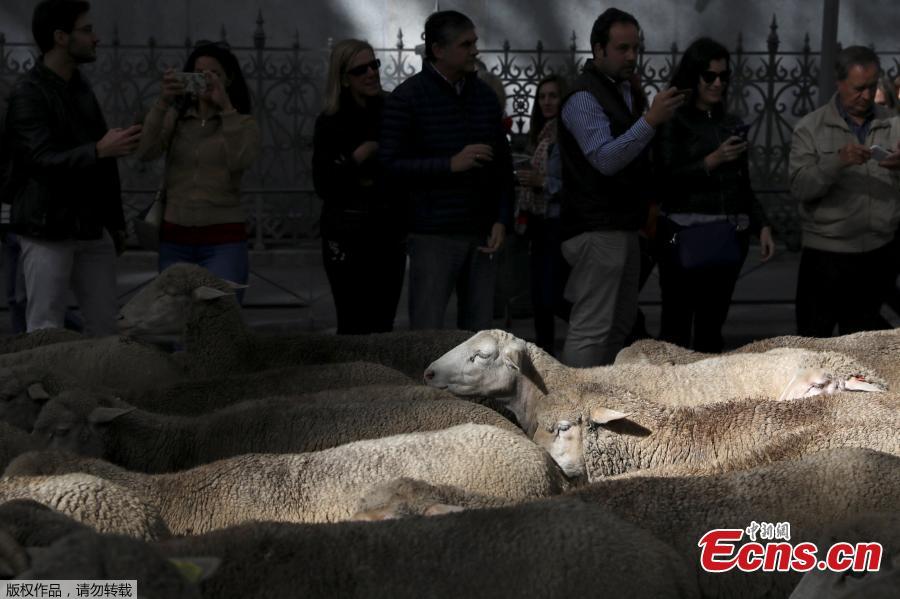 Sheep walk on the streets during the annual sheep parade through Madrid, Spain, October 21, 2018. Shepherds parade the sheep through the city every year in order to exercise their right to use traditional routes to migrate their livestock from northern Spain to winter grazing pasture land in southern Spain. (Photo/Agencies)