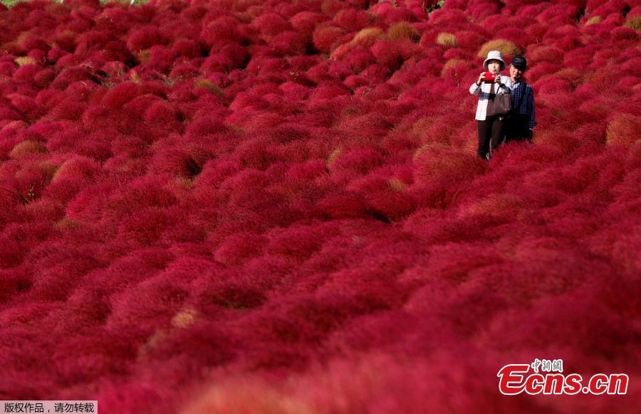 People walk in a field of fireweed, or Kochia scoparia, at the Hitachi Seaside Park in Hitachinaka, Japan, Oct. 22, 2018. Fireweed is a grass bush that takes on a bright red color in autumn. (Photo/Agencies)