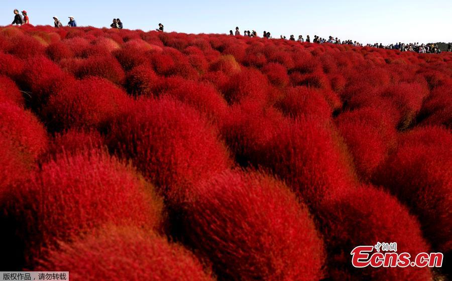 People walk in a field of fireweed, or Kochia scoparia, at the Hitachi Seaside Park in Hitachinaka, Japan, Oct. 22, 2018. Fireweed is a grass bush that takes on a bright red color in autumn. (Photo/Agencies)