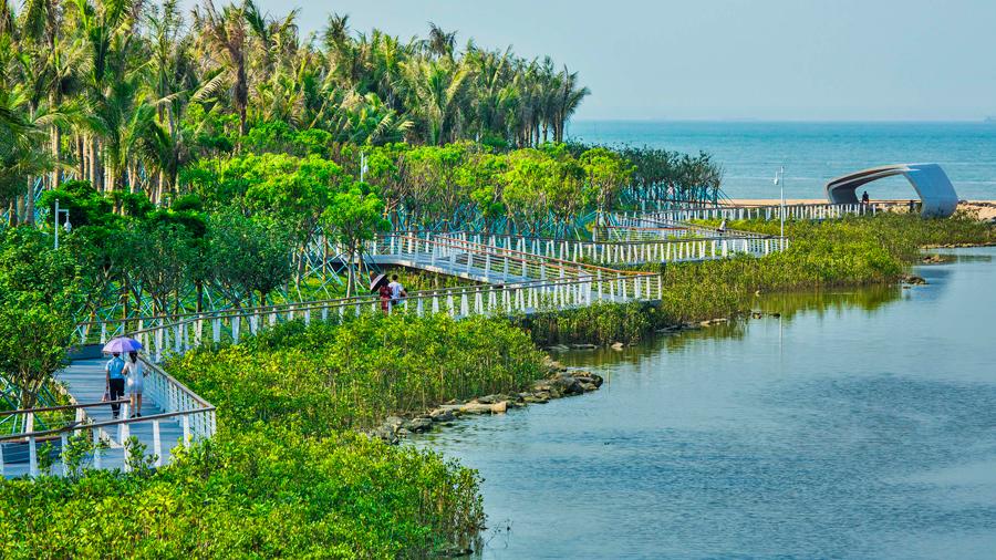Visitors admire Wuyuanhe National Wetland Park, which boasts rich bio-diversity, with 11 species under second-class national protection. (Photo provided to chinadaily.com.cn)
To tackle black odors caused by industrial pollution and the dumping of daily domestic garbage in the city\'s rivers, lakes and wetlands-and to fully implement the strategy of the authorities to build Hainan into a national demonstration zone for ecological civilization-Haikou has pioneered integrated planning for the restoration of its ecological resources.
It has issued strict guidelines to safeguard ecologically fragile areas, the overall quality of the environment and promote rational use of resources, and has introduced hard-hitting access limits for new industrial projects.
Choosing not to use conventional methods to reinforce the riverbanks, large-leaf oil grass and plants were grown on the river banks and mangroves were planted in the rivers, the first successful planting of mangroves in urban rivers in China. The trees and plants will help to naturally filtrate and purify the waters.
\