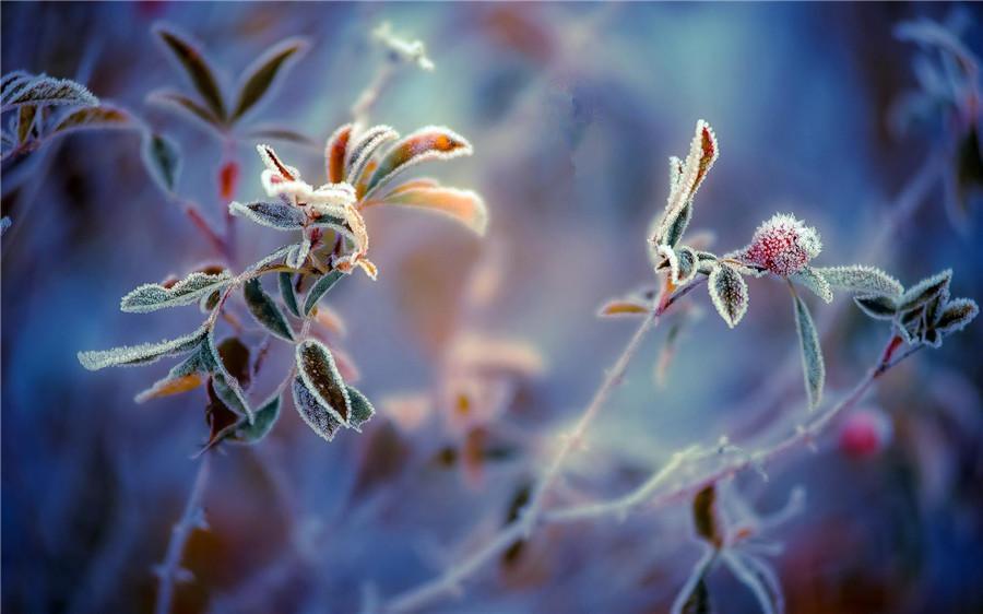 Frosty autumn
Frost consists of white ice crystals of frozen water vapor near the ground. During Frost\'s Descent, frost begins to appear. But in the lower reaches of the Yellow River region, frost first appears in late October or early November. As Frost\'s Descent comes, the world is filled with the atmosphere of late autumn.